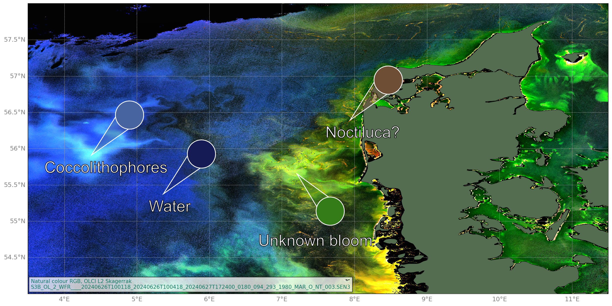 Viewing algal blooms in European seas during Summer 2024