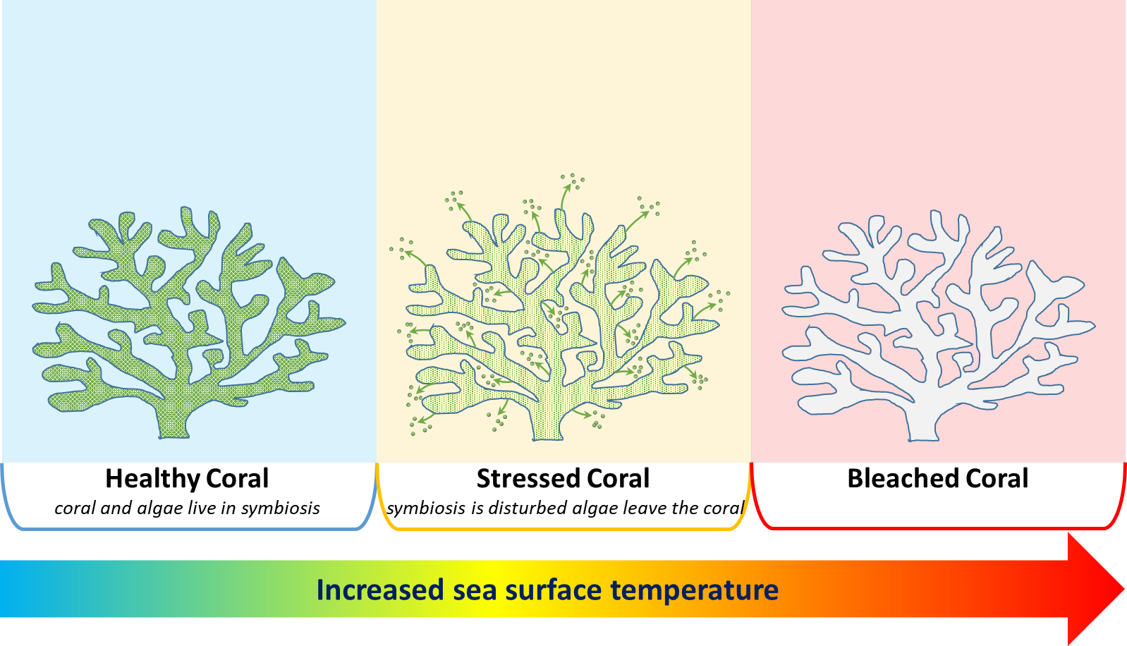 Marine heatwave intensification threatens coral reef health | EUMETSAT -  User Portal